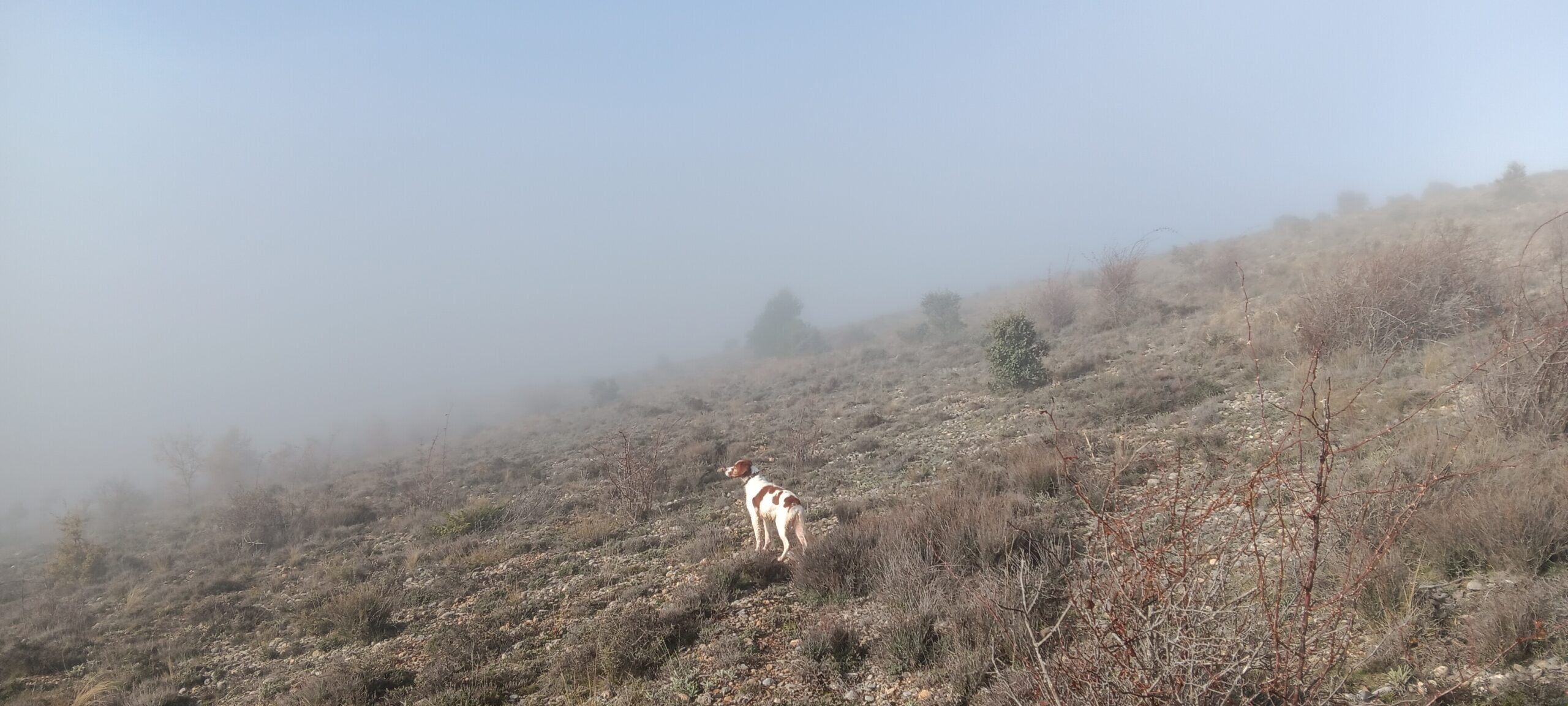 EL SPANIEL MAMBO CAZANDO EN NIEBLA